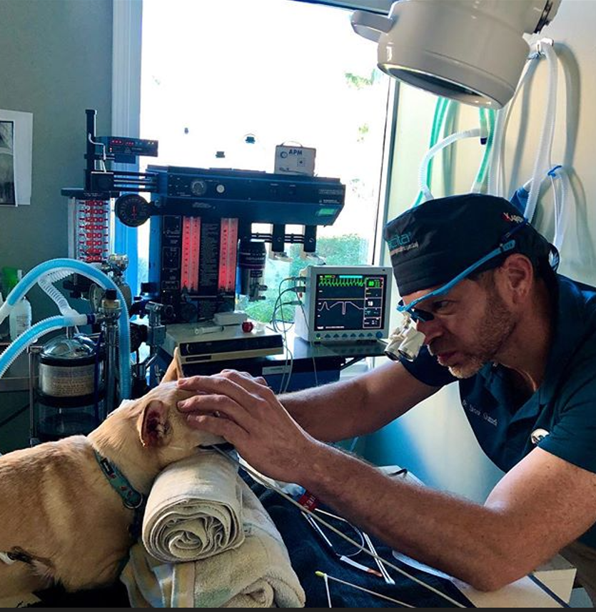 Dr-Shmueli-photo-2 veterinarian doing an dental cleaning on a small dog